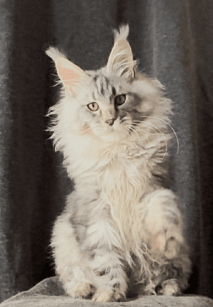 Ernest-Male - Image 25