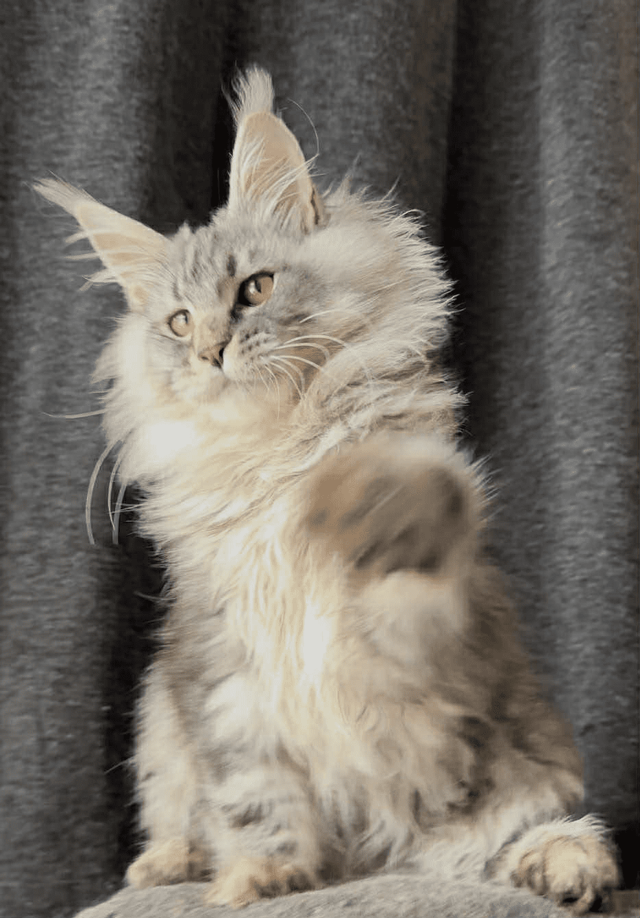 Ernest-Male - Image 18