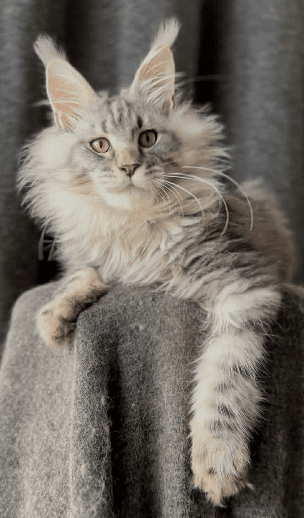 Ernest-Male - Image 3