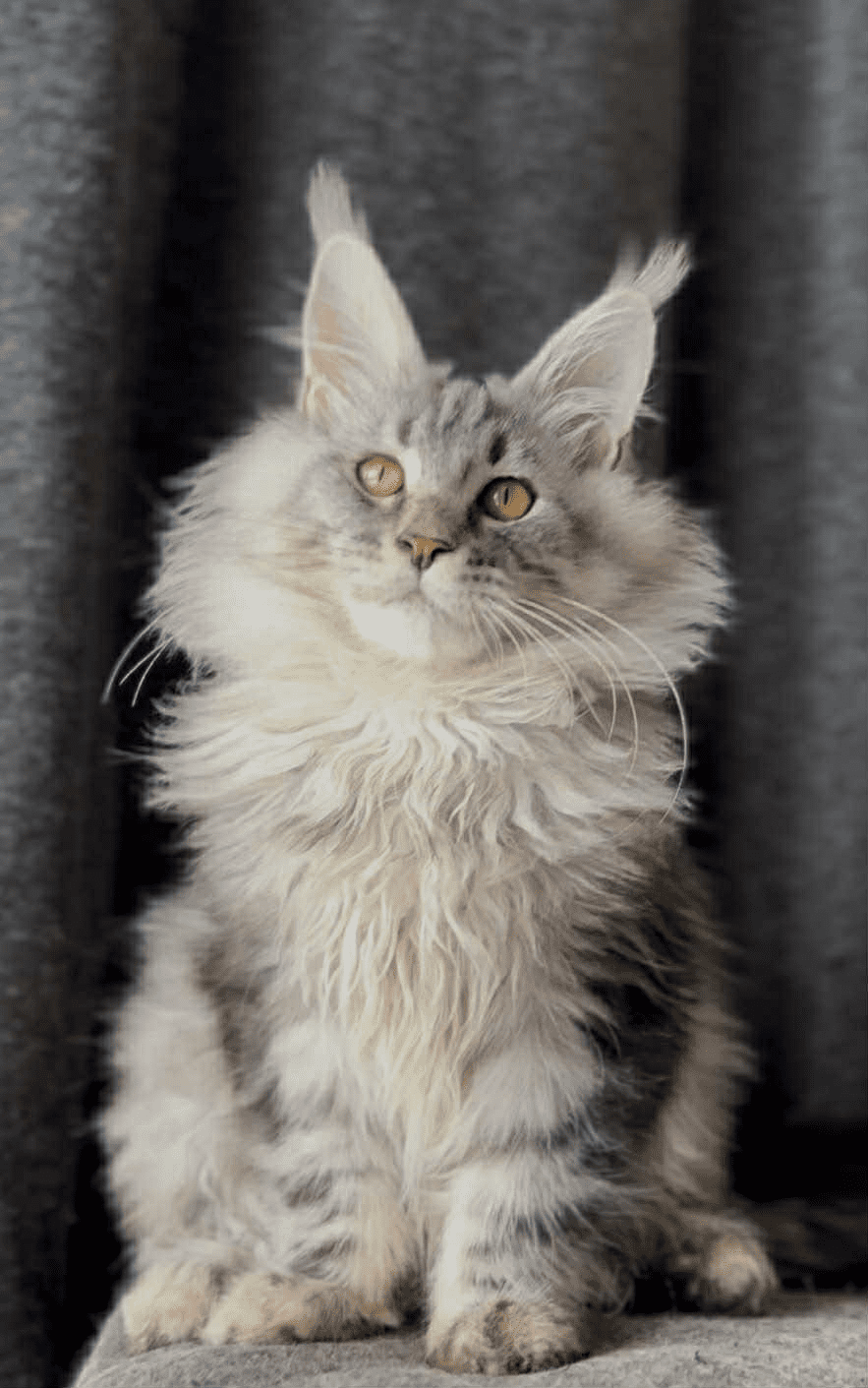 Ernest-Male - Image 16