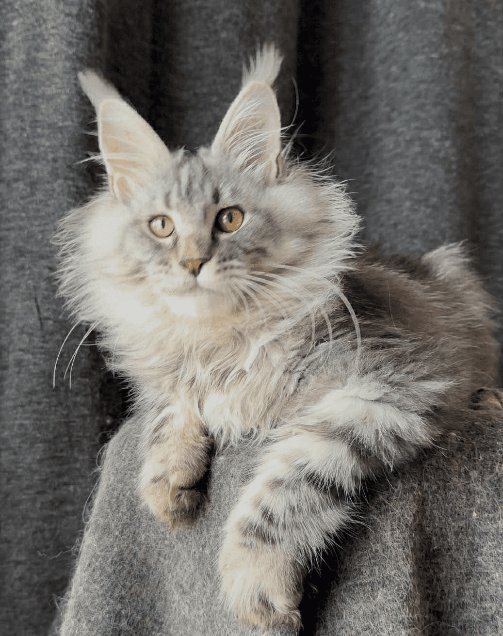 Ernest-Male - Image 8