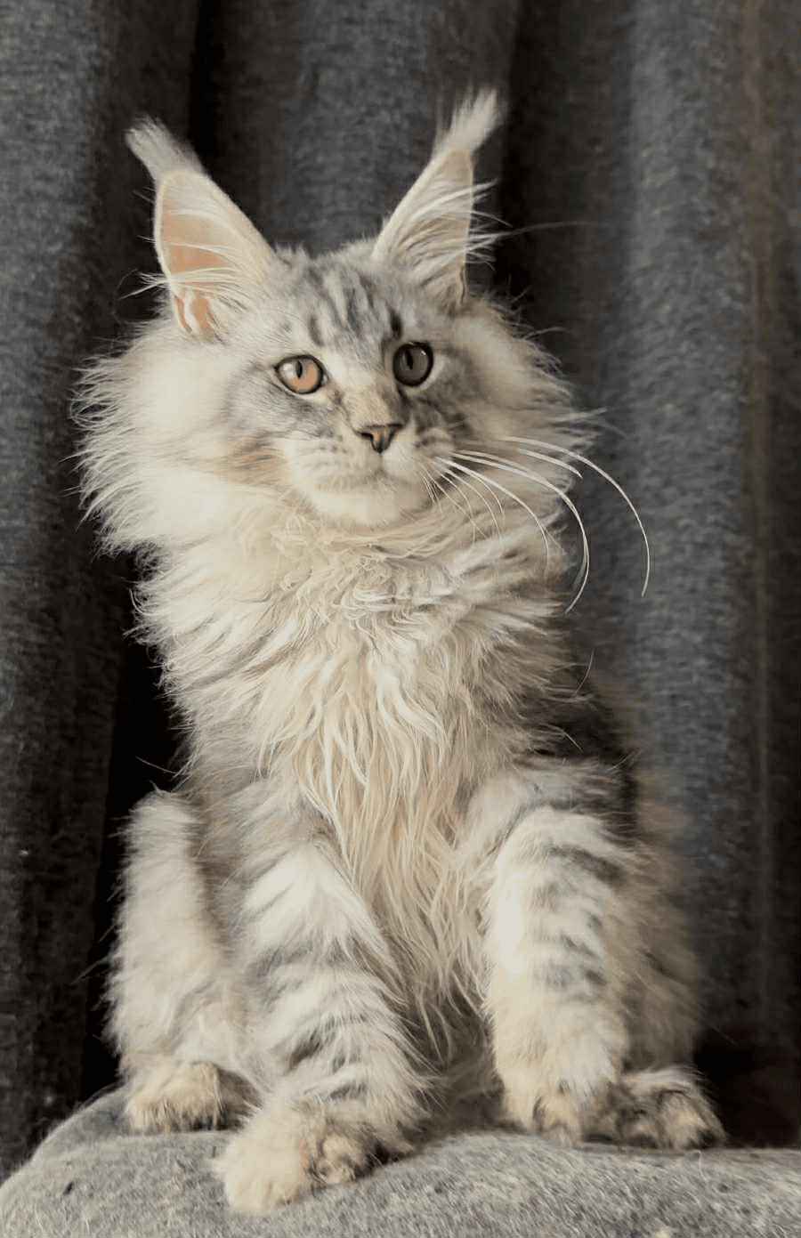 Ernest-Male - Image 11