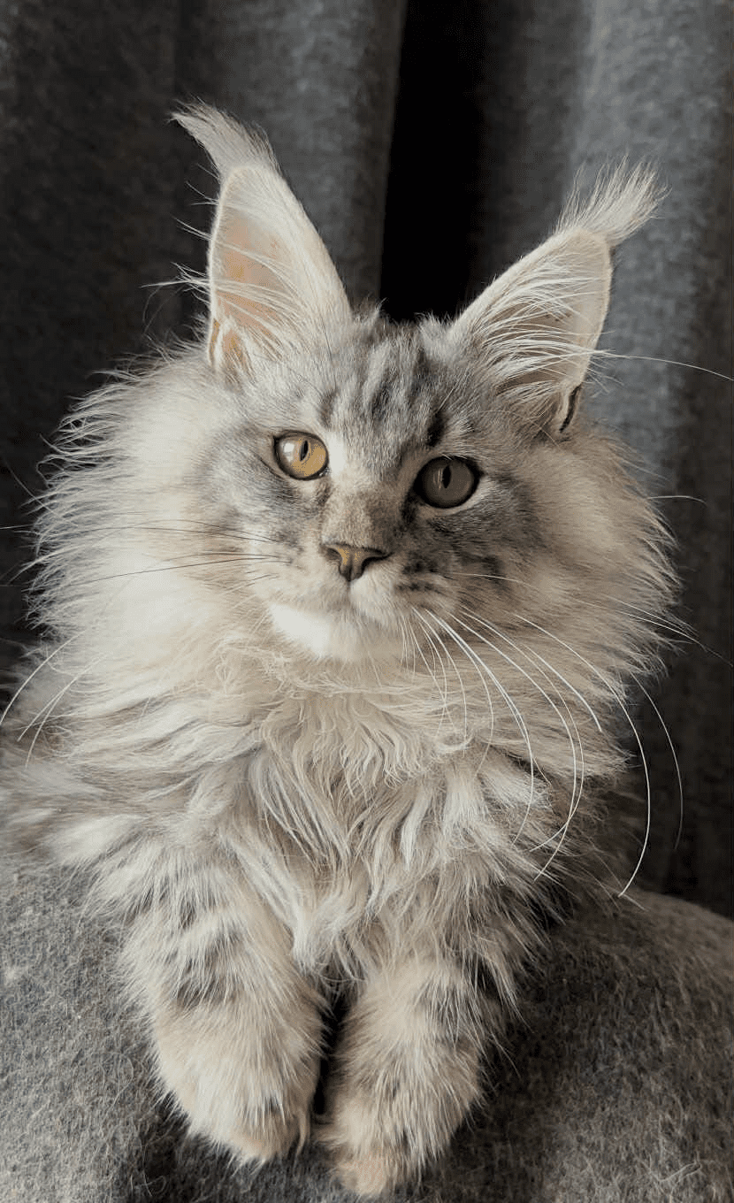 Ernest-Male - Image 6