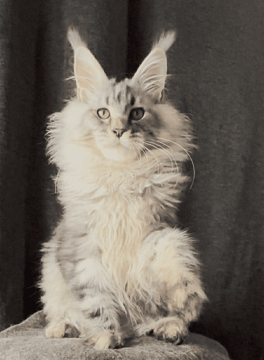 Ernest-Male - Image 22