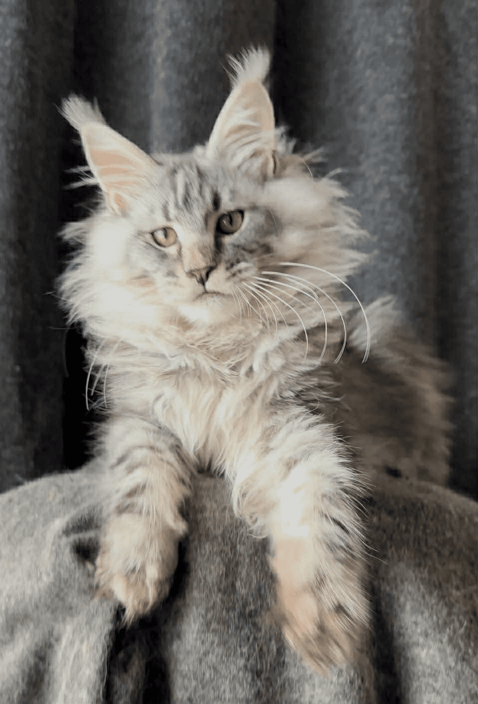 Ernest-Male - Image 14