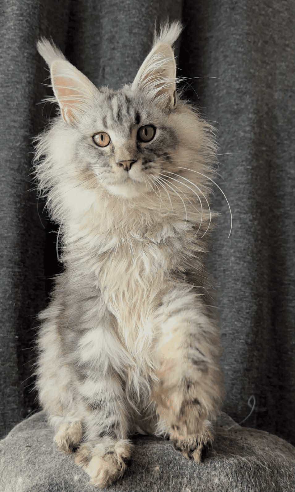 Ernest-Male - Image 5