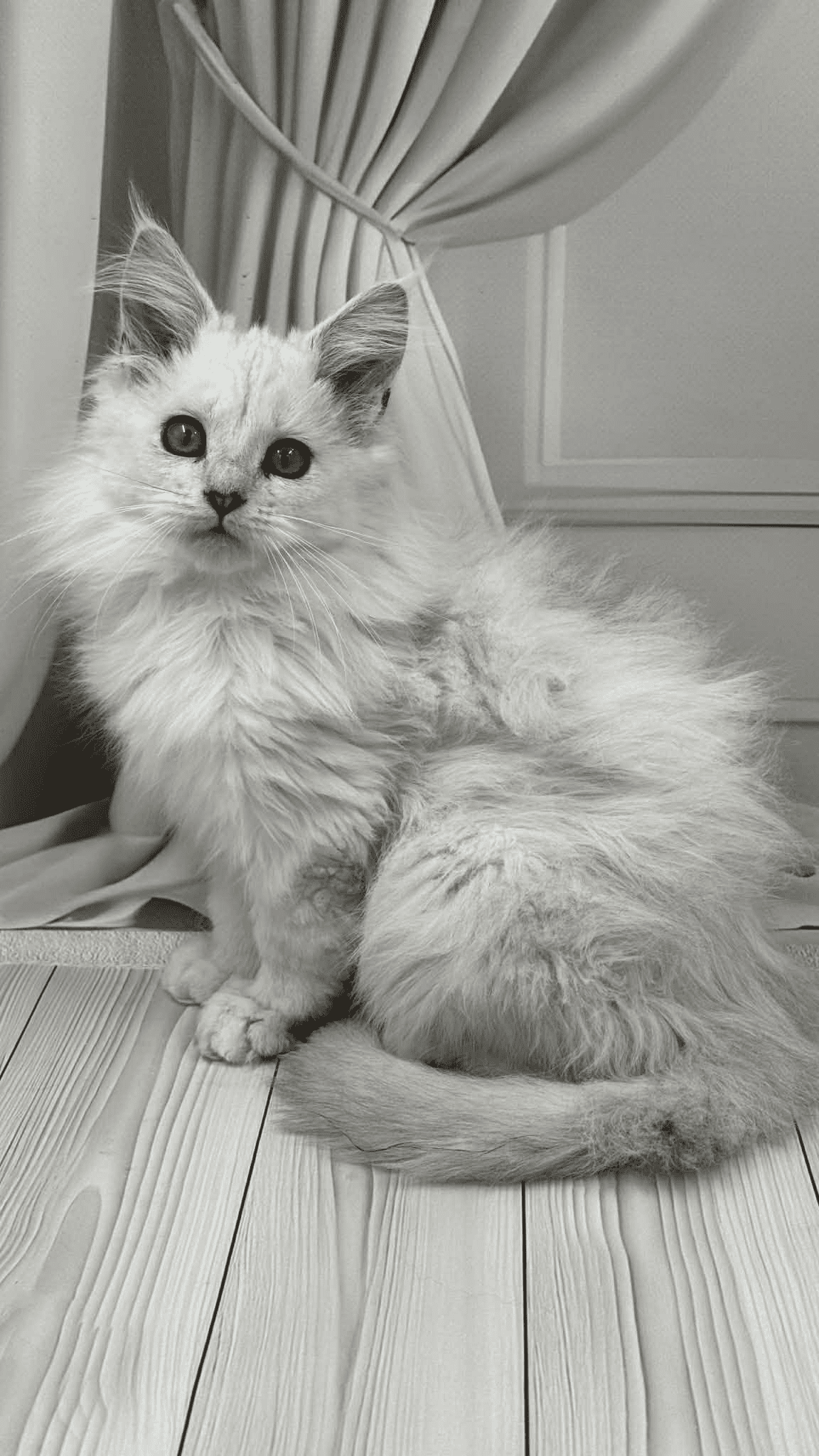 Ambassador-Male - Image 3