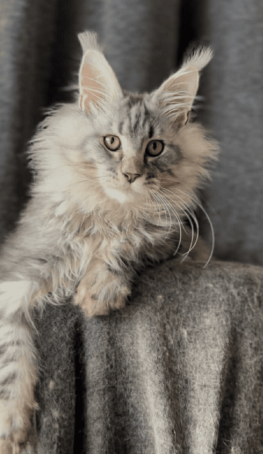 Ernest-Male - Image 9