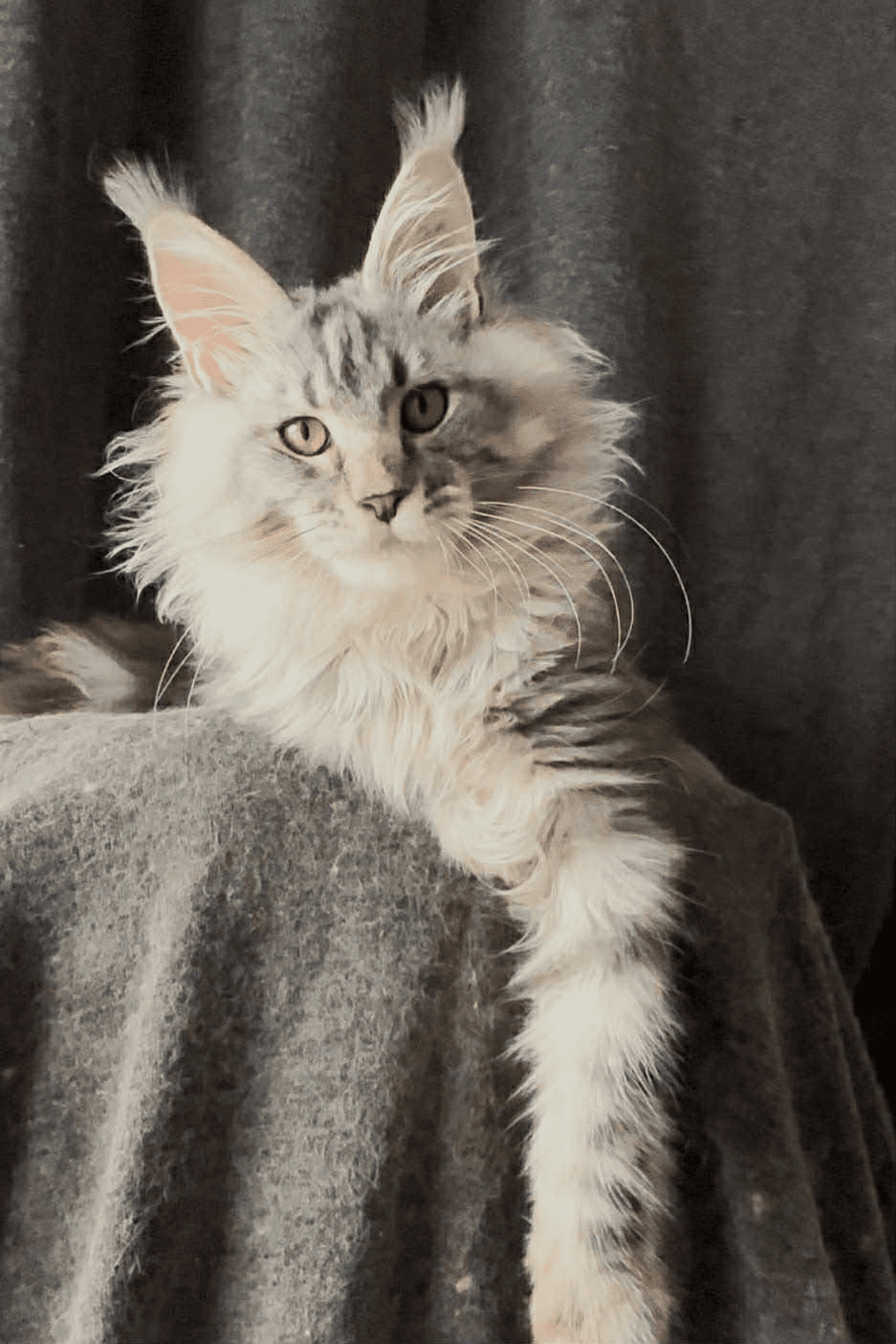 Ernest-Male - Image 23