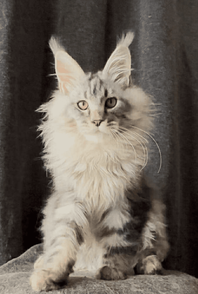 Ernest-Male - Image 26