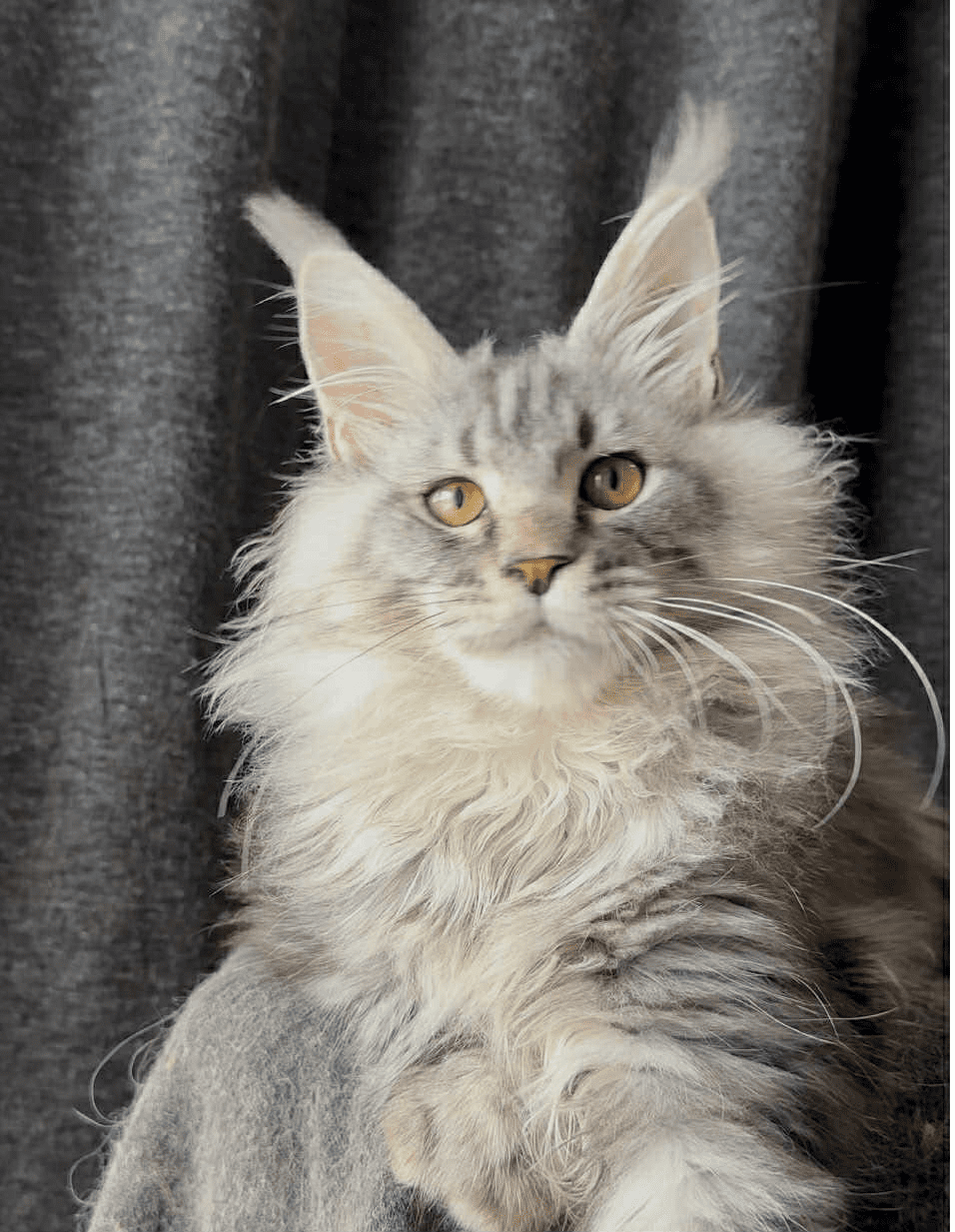 Ernest-Male - Image 19