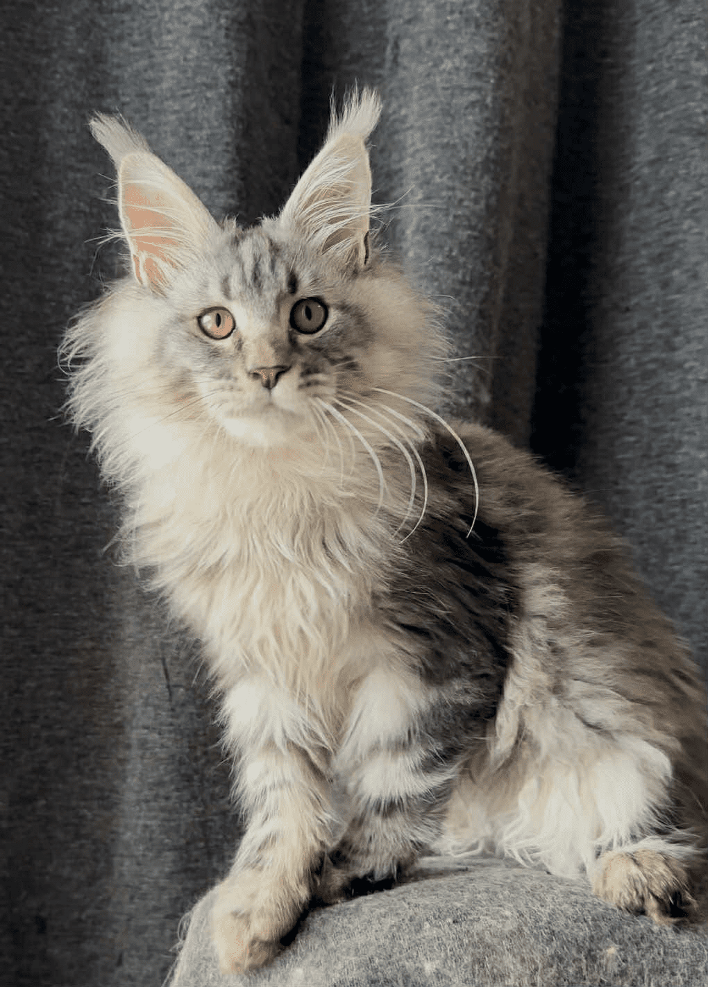 Ernest-Male - Image 4