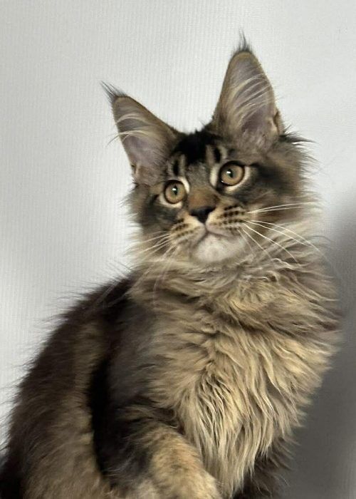 Def-Male - Maine Coon Maniacs