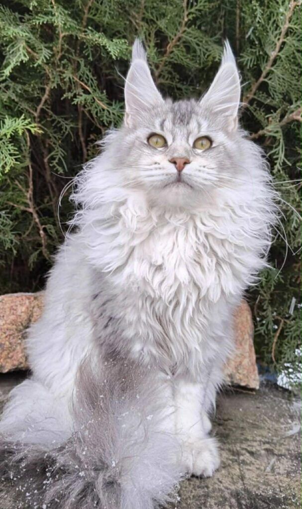 Caspian's Dad