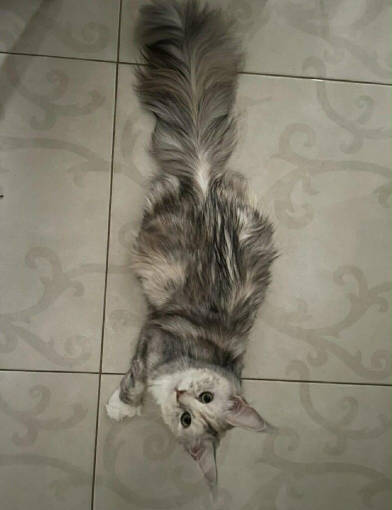 Caspian's Mom