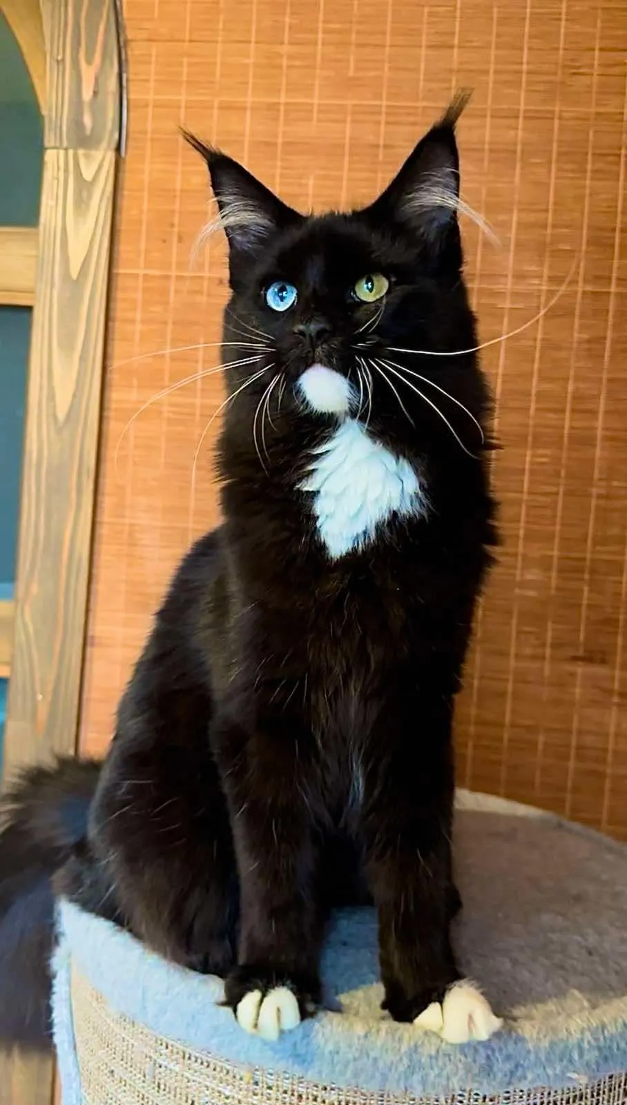 Anita-Female - Image 6