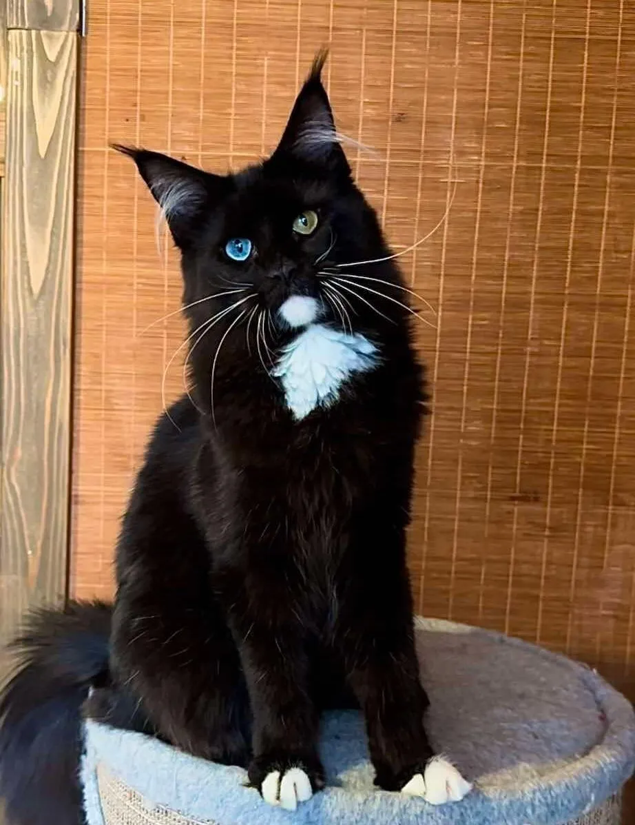 Anita-Female - Image 3