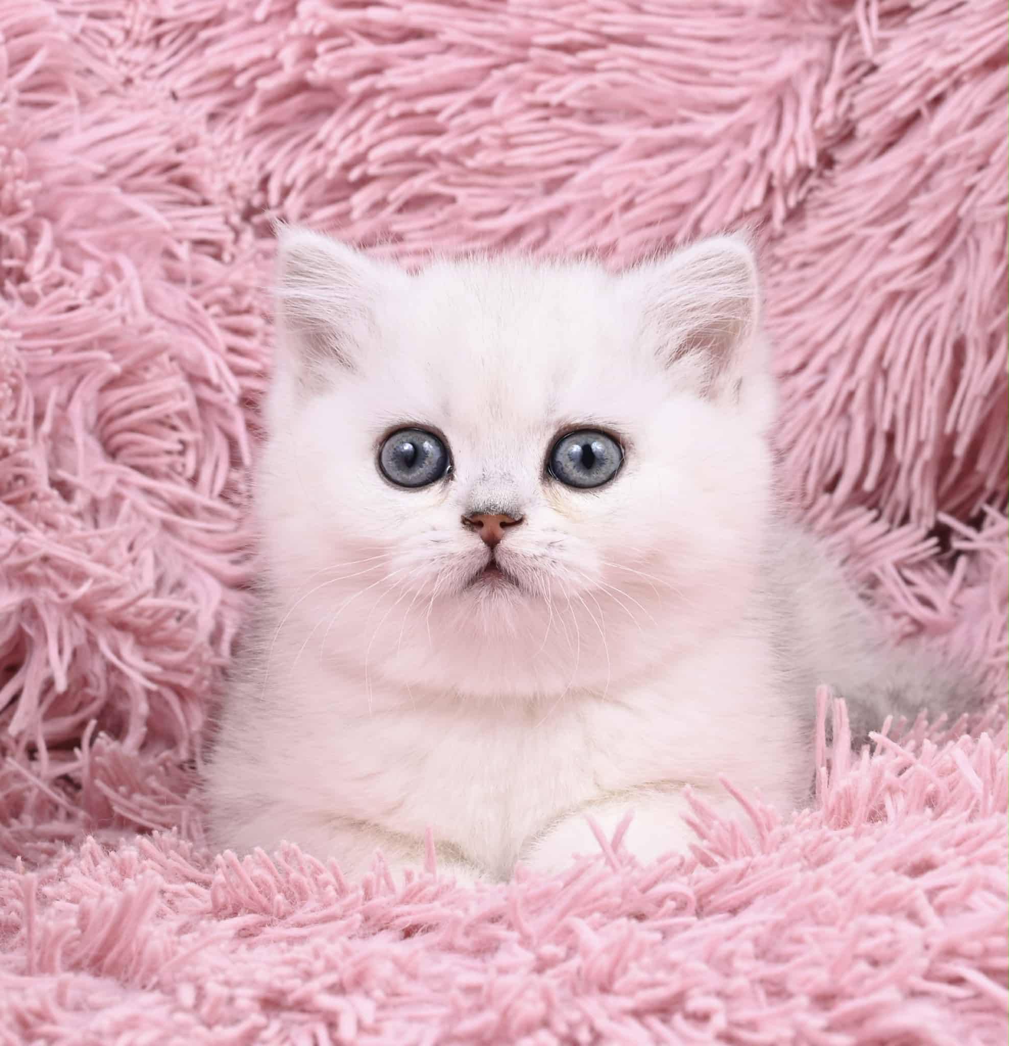 Sophia-Female - Image 6