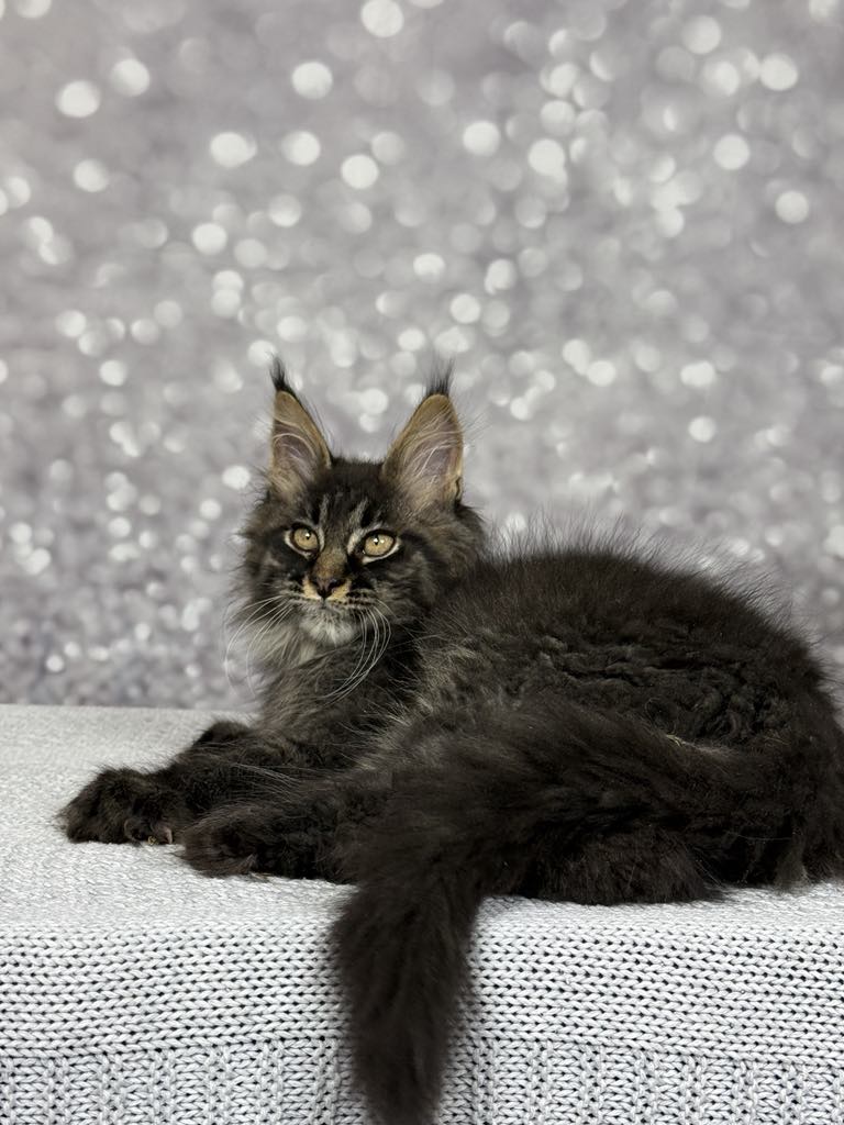 Master-Male - Image 2