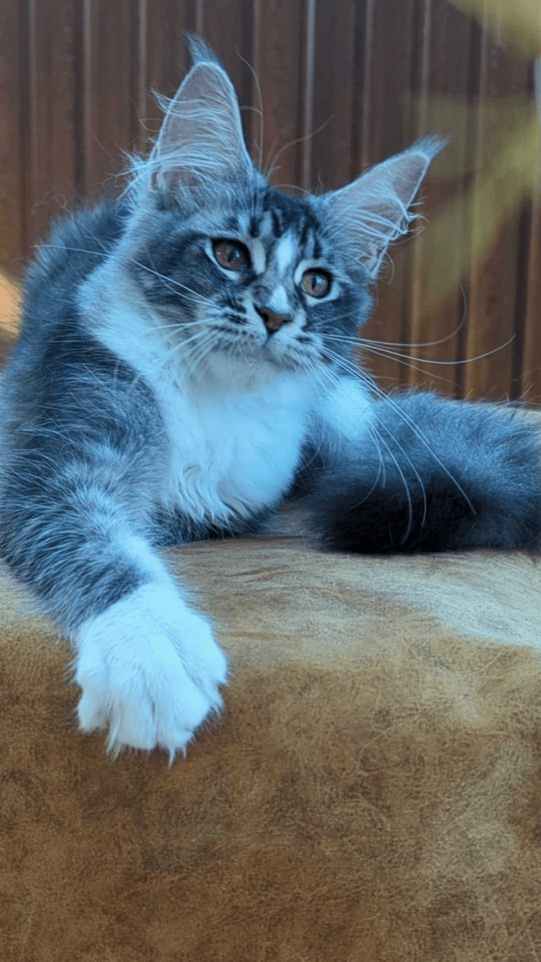 Uslada-Female - Image 8