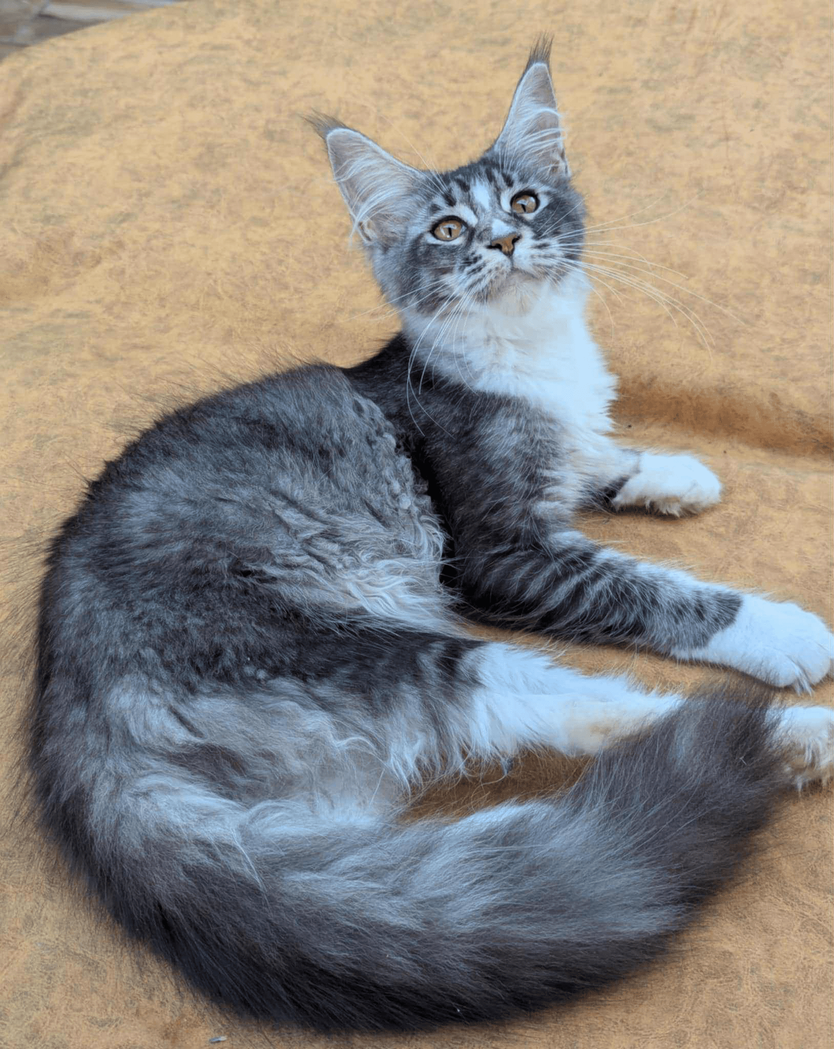 Uslada-Female - Image 6