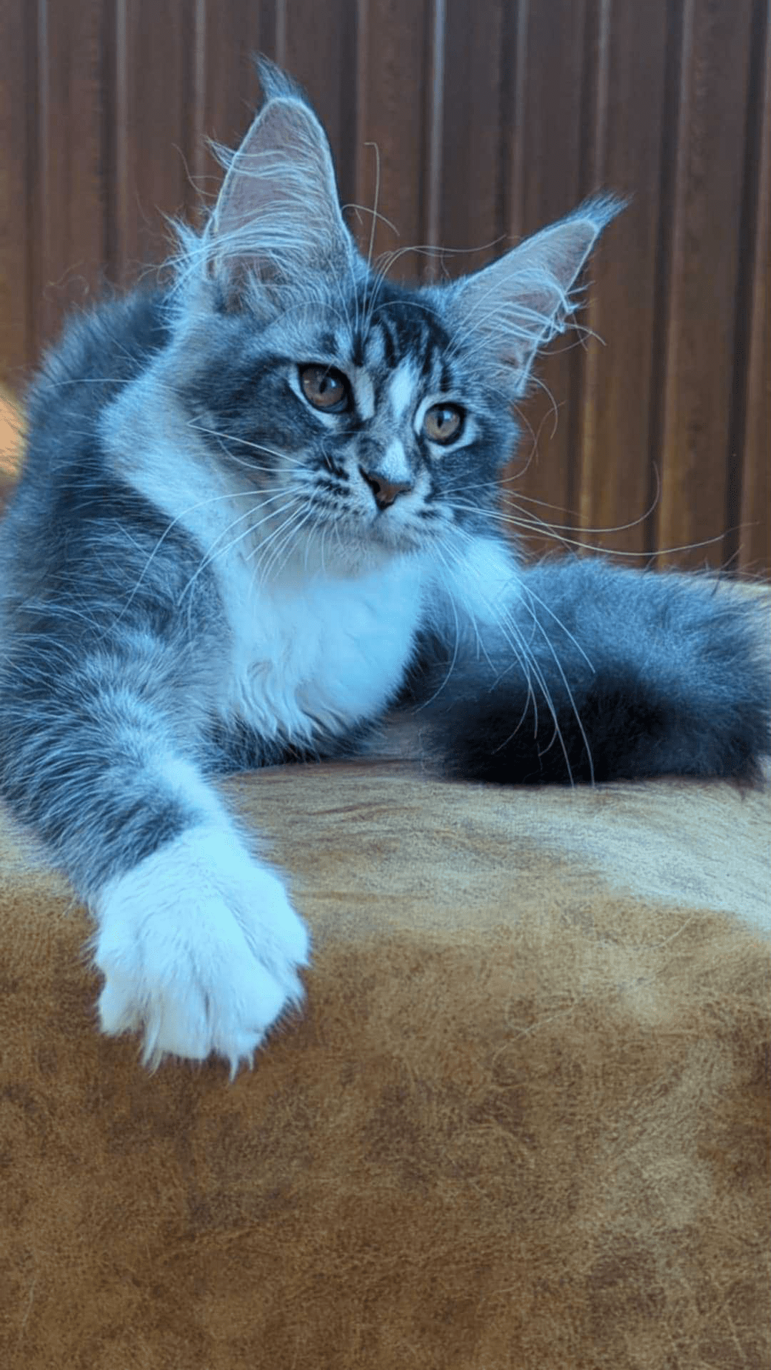 Uslada-Female - Image 10