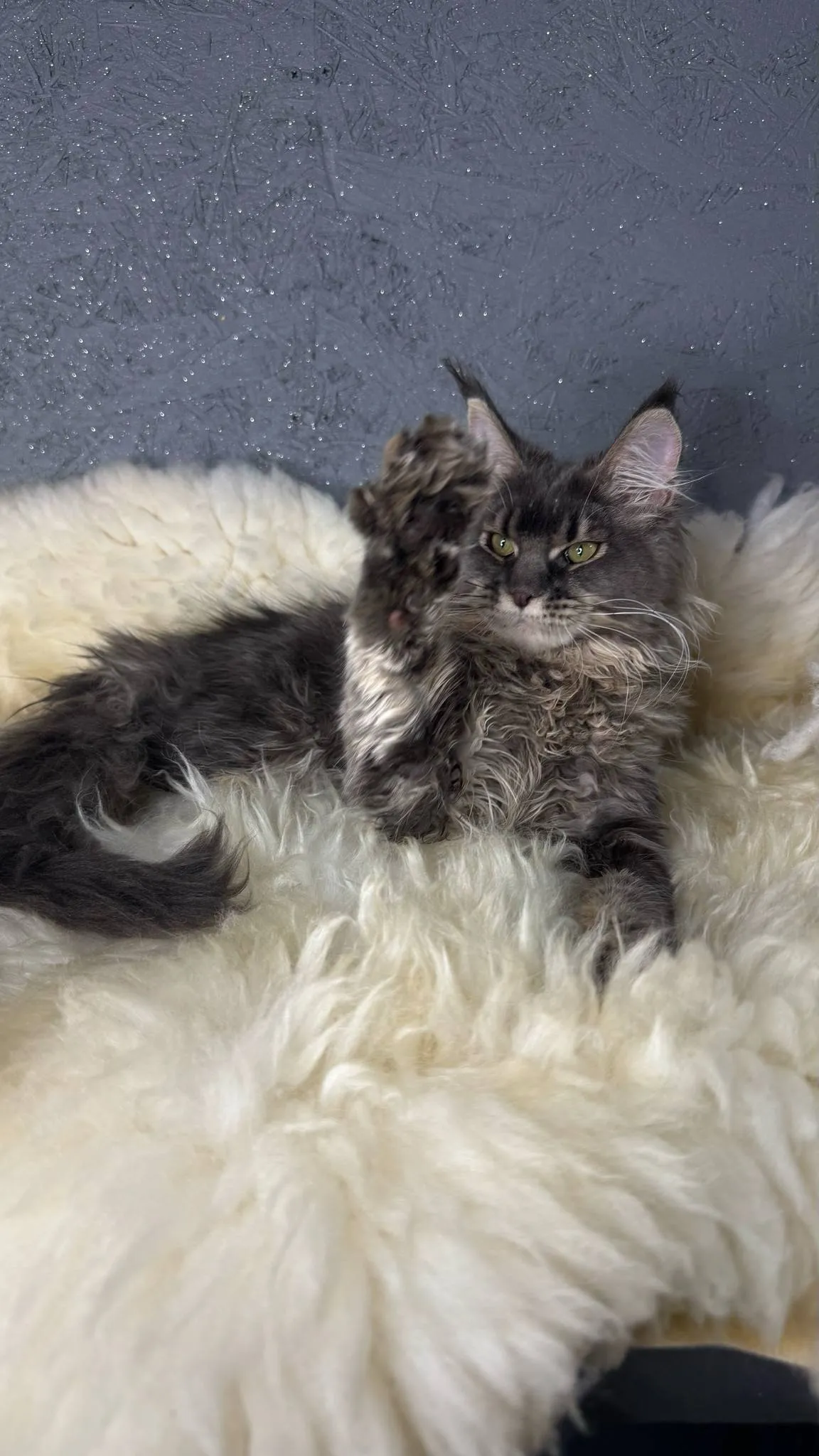 Tanya-Female - Image 8