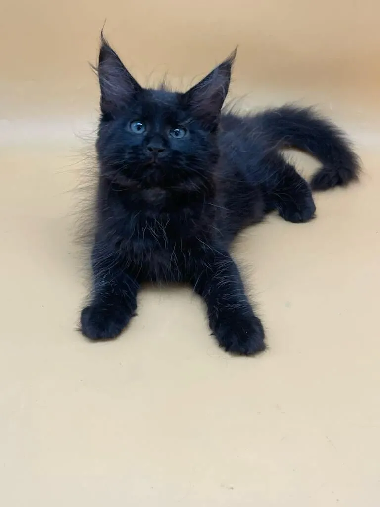 Mila-Female - Image 6