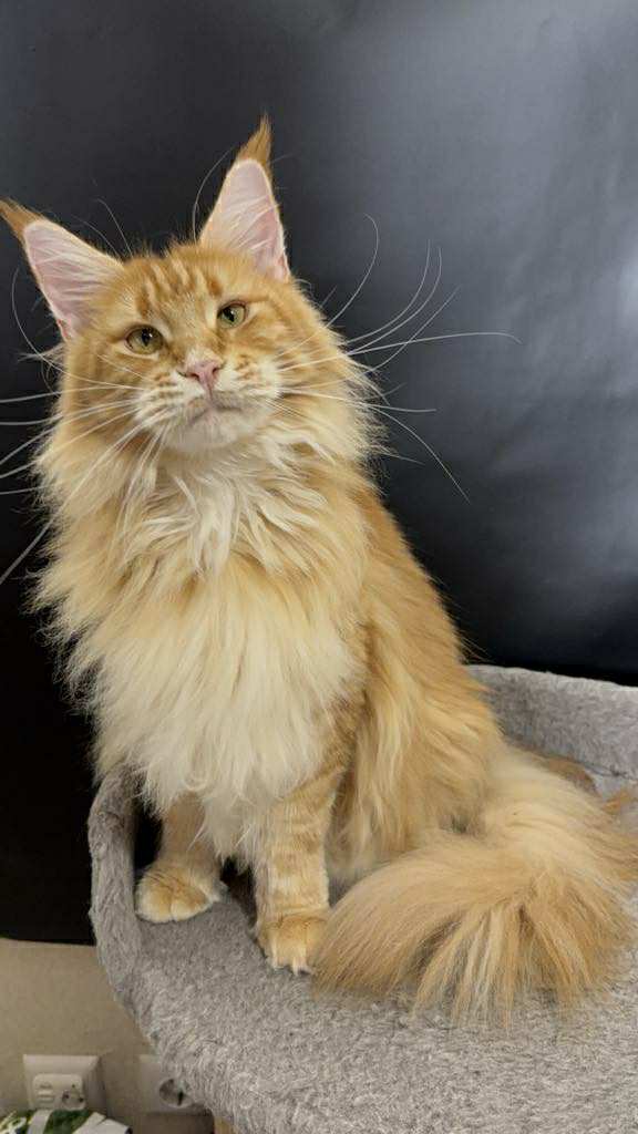 Qadar- Male - Image 8