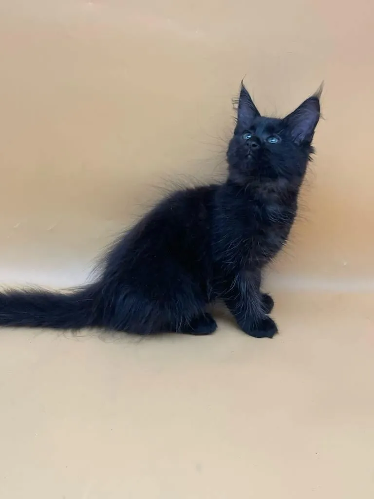 Mila-Female - Image 7