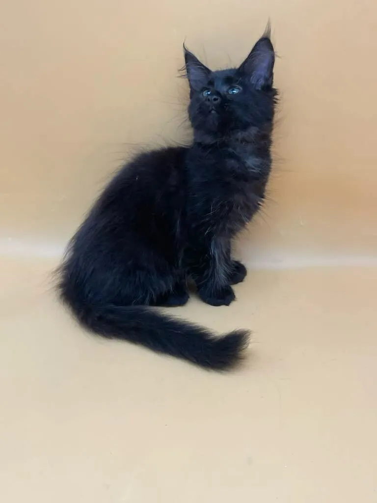 Mila-Female - Image 5