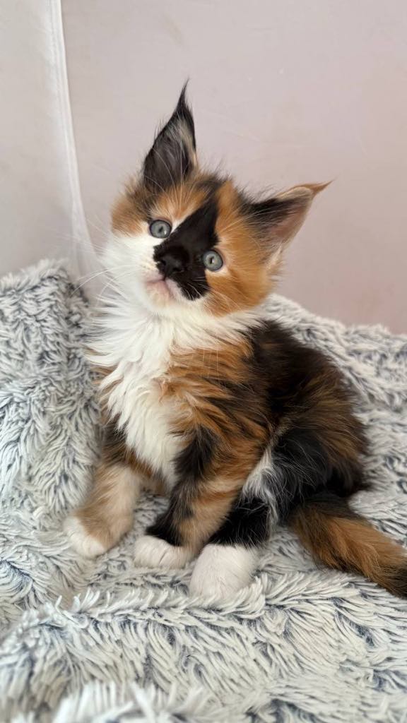 Sirena-Female - Image 7