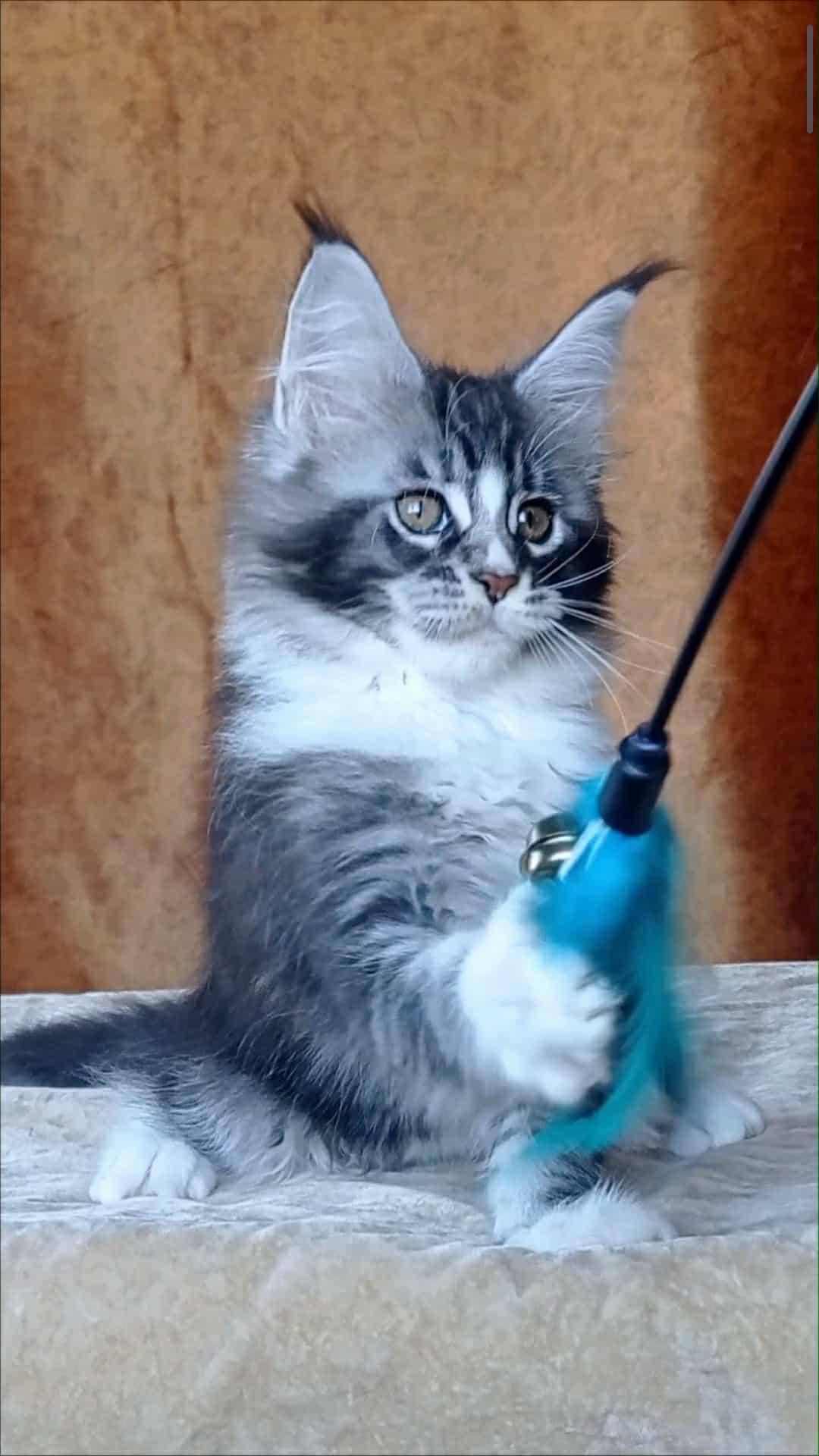 Uslada-Female - Image 2