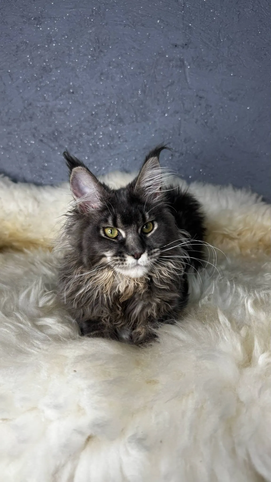 Tanya-Female - Image 5