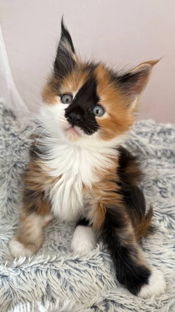 Sirena-Female - Image 4