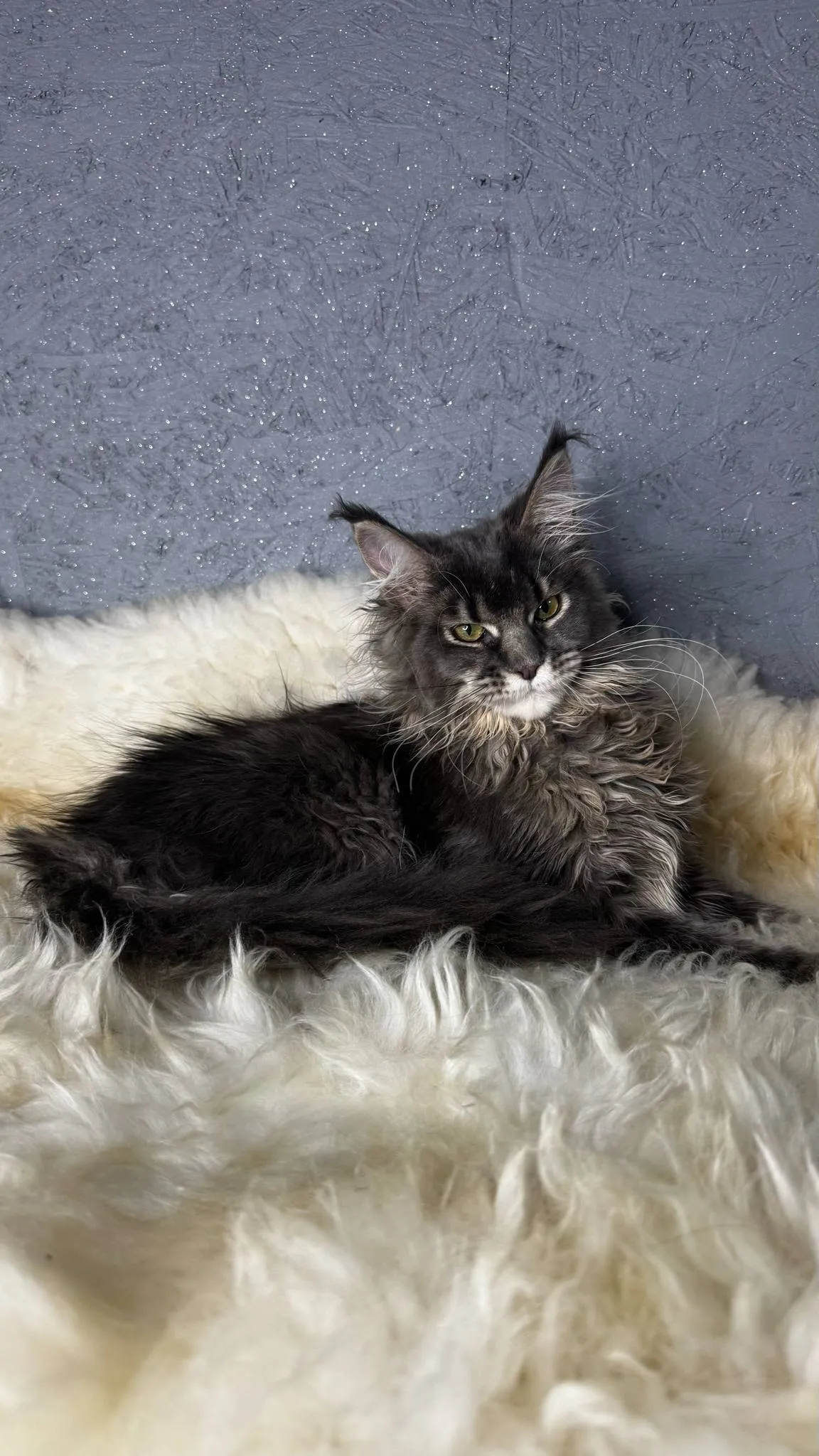 Tanya-Female - Image 9