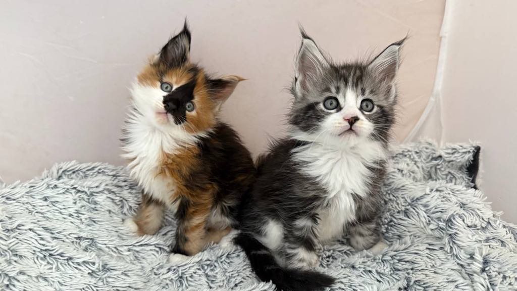 Sirena-Female - Image 2