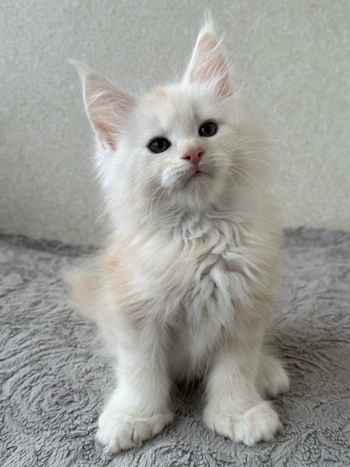 Qadar- Male - Image 7