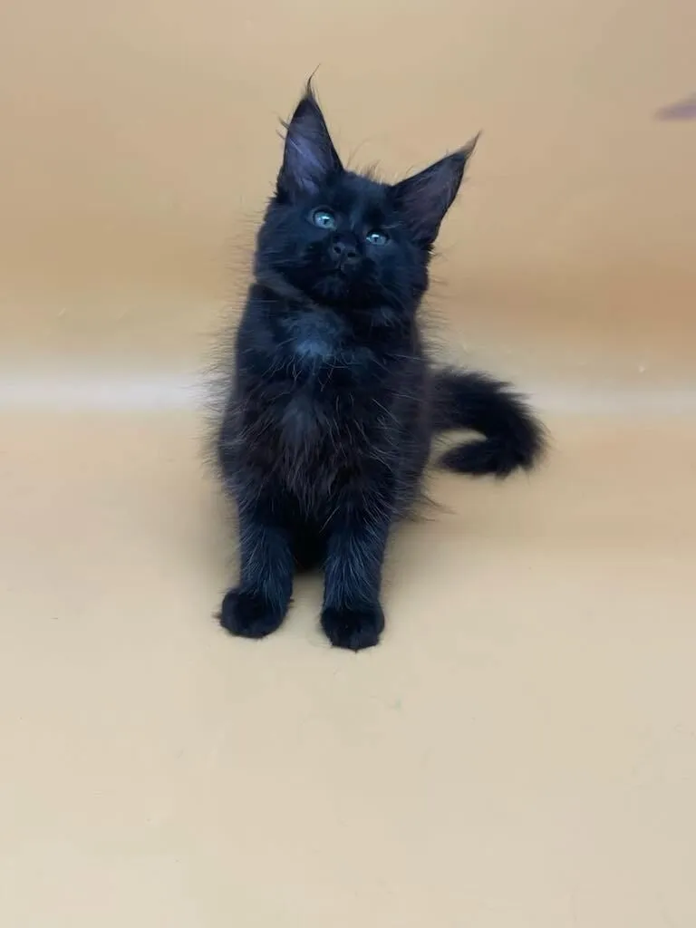 Mila-Female - Image 4