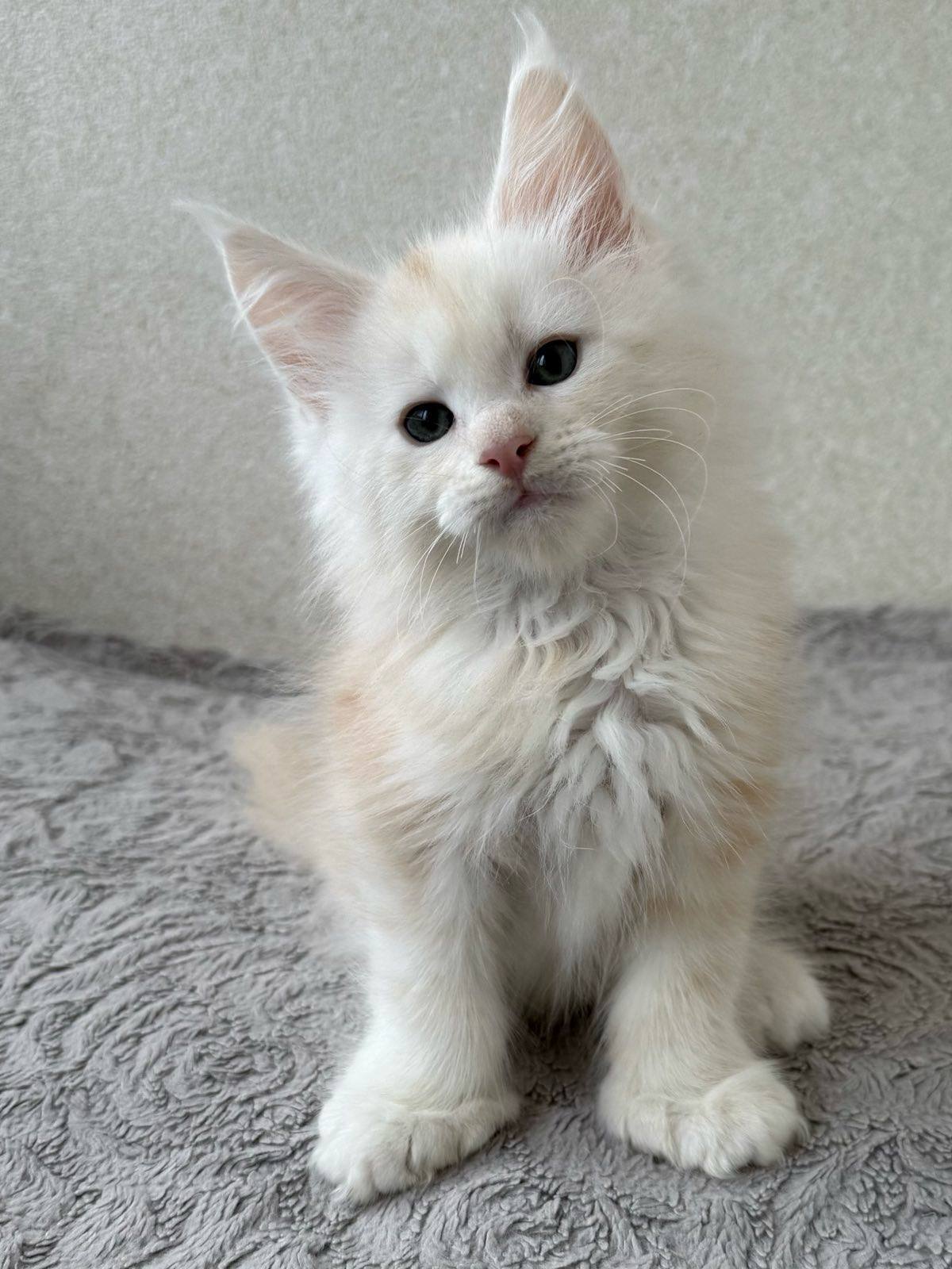 Qadar- Male - Image 4