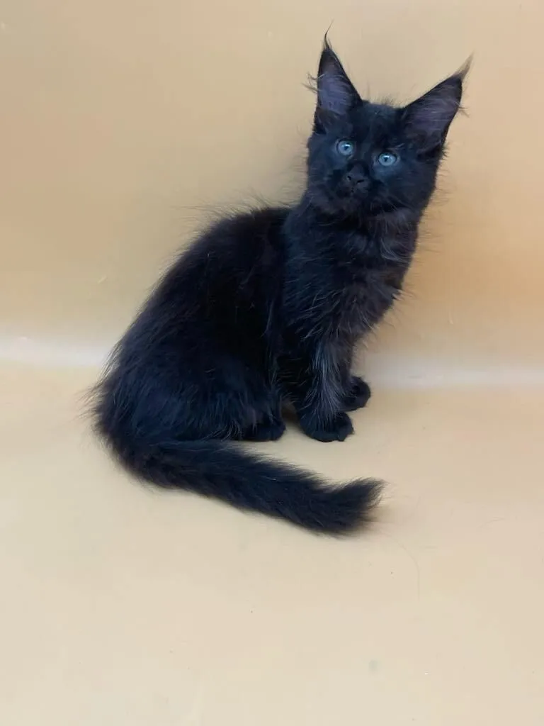 Mila-Female - Image 8