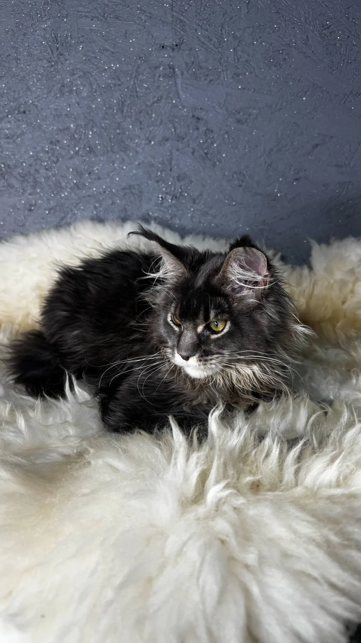 Tanya-Female - Image 3