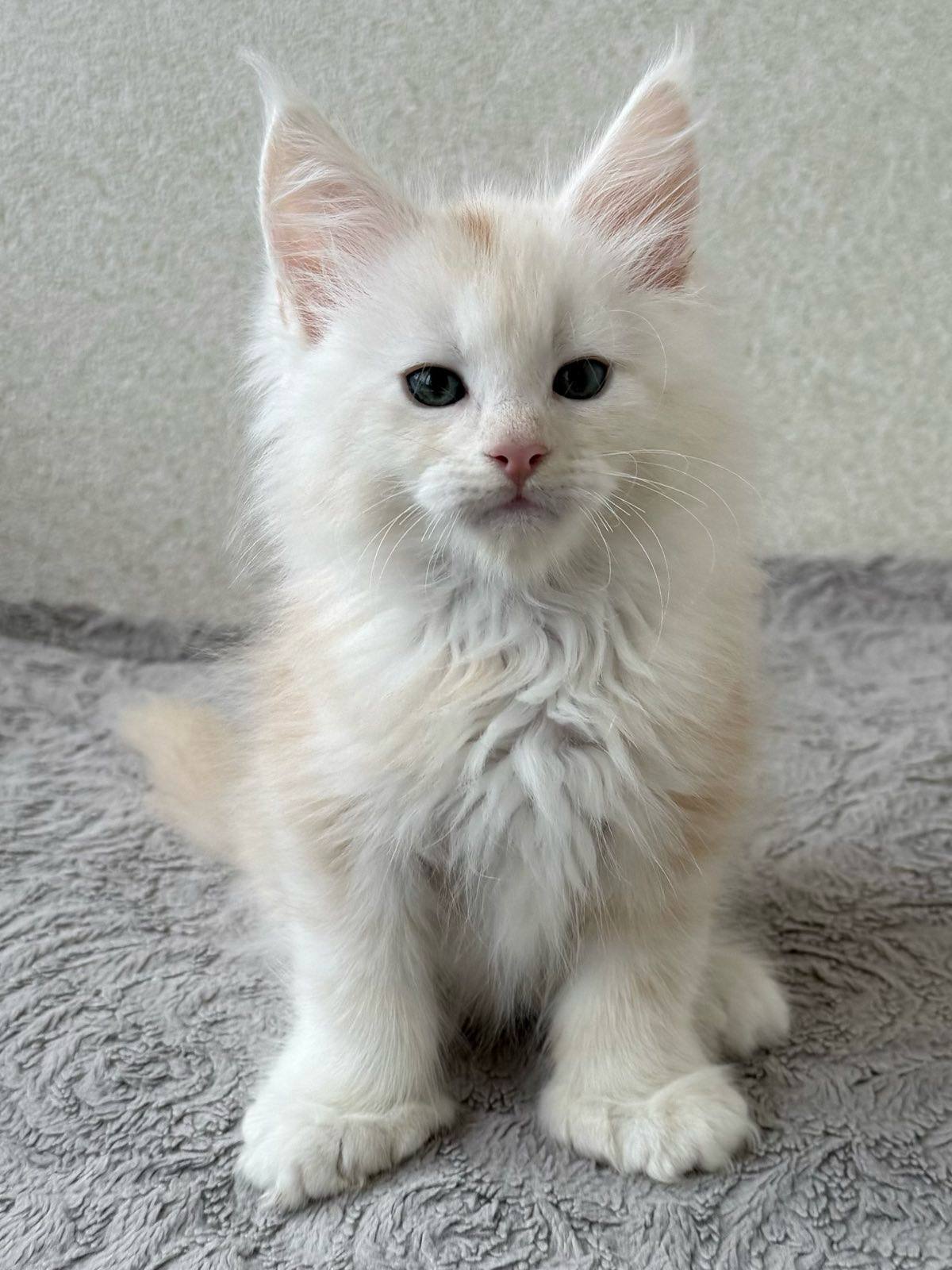 Qadar- Male - Image 5