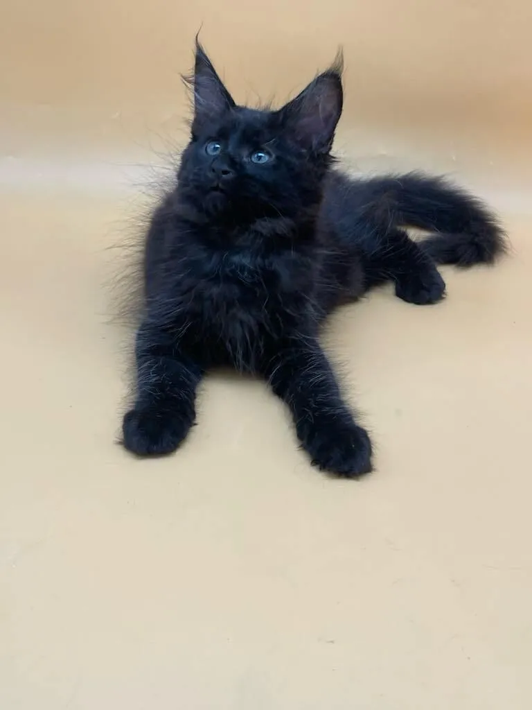 Mila-Female - Image 2