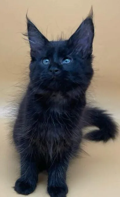 Mila-Female - Image 3