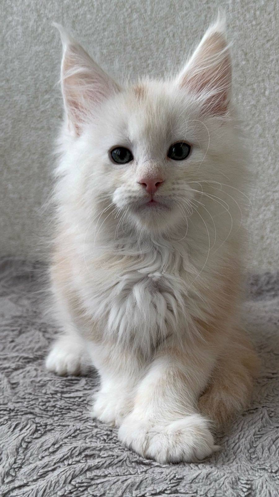 Qadar- Male - Image 2