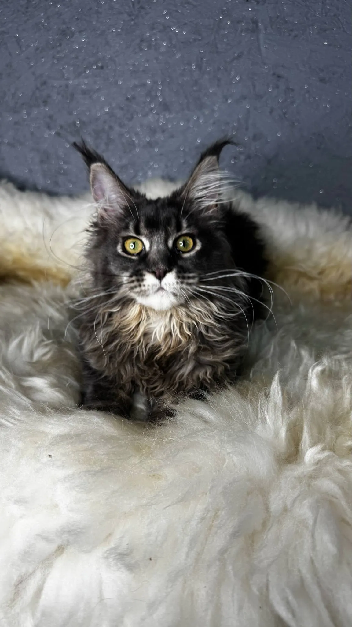 Tanya-Female - Image 7