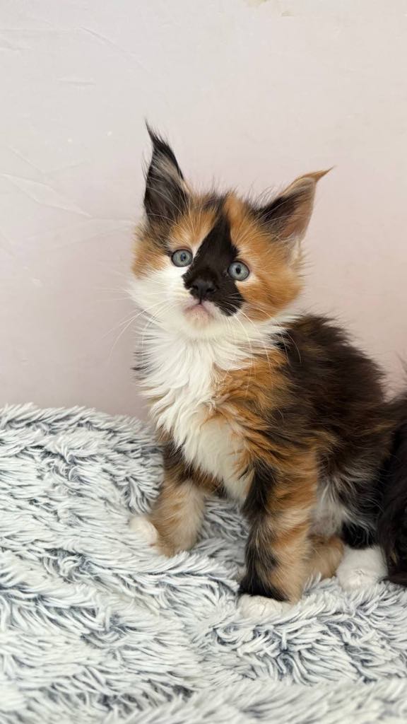 Sirena-Female - Image 6