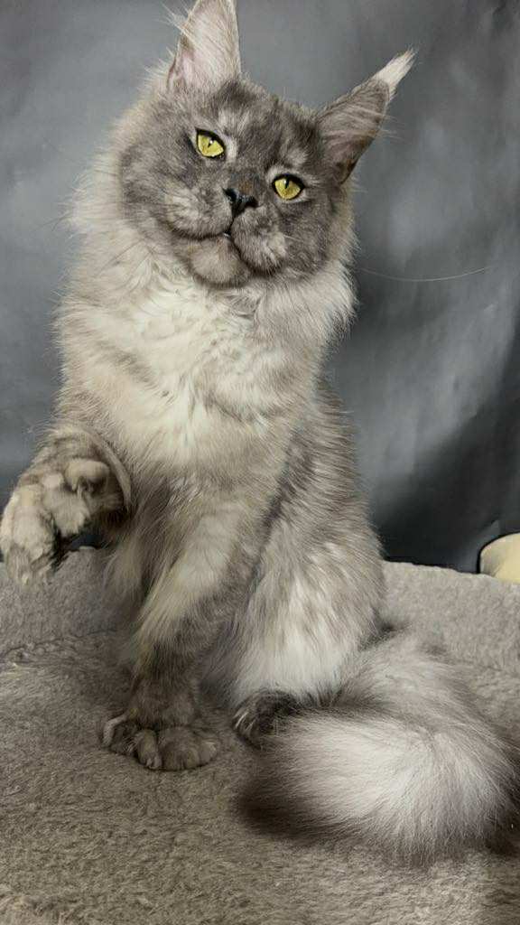 Qadar- Male - Image 9