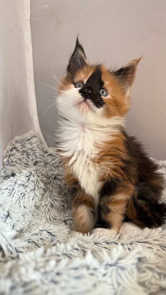 Sirena-Female - Image 5